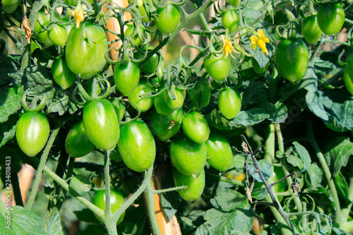 Green tomato on field