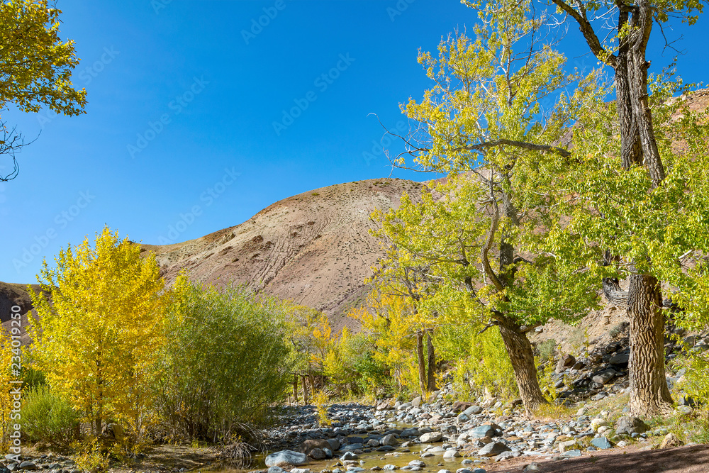 Poplars on the Shores of the Kyzyl-Chin river in the Altai mountains