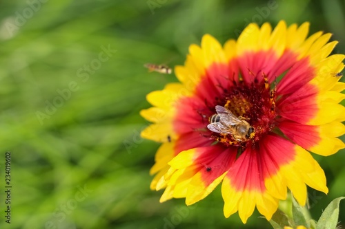 A flower with the bees