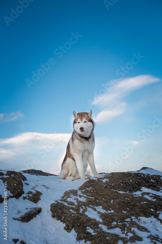 Image of Siberian husky sitting at the top of the rock in the background of mountains and forests at sunset in winter.