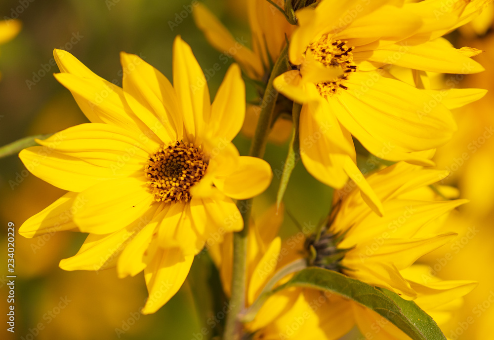 Beautiful yellow flower in the park Beautiful yellow flower in the park