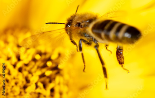 Bee collects honey on a yellow flower © schankz