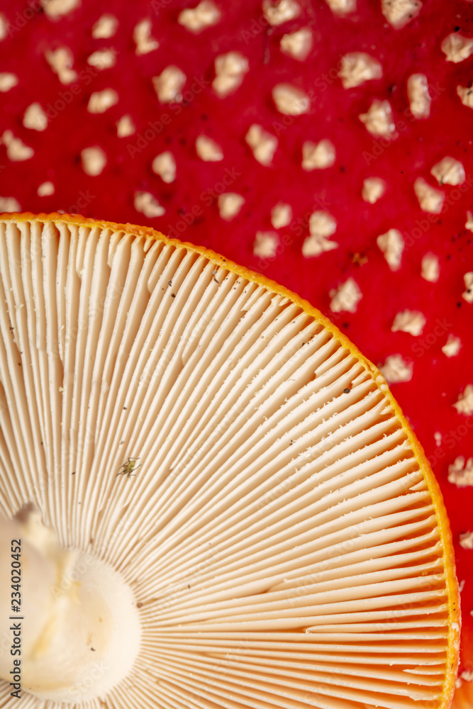 Mushroom bottom as a background Mushroom bottom as a background