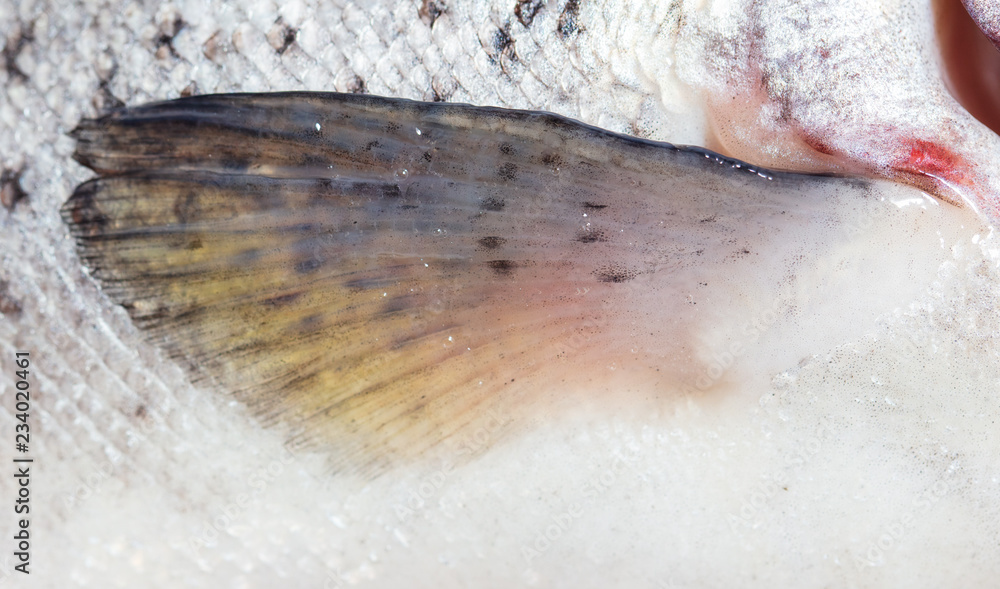 Fin on a trout fish as background Fin on a trout fish as background