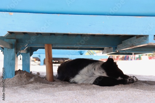 White and black border collie dog sleeping under the shade of a wooden blue beach reclining chair at noon