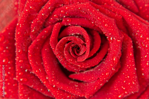 Dark red rose with rain drops closeup
