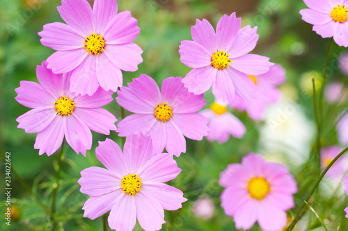 Closeup nature view of cosmos flowers on blurred greenery background