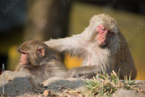two monkeys sit side by side and interact, one monkey has a sad face in an Indian temple