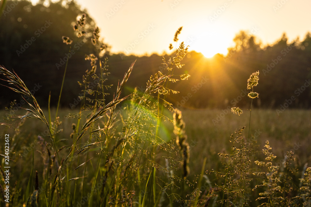 Delicate meadow plants with a mid-summer sun setting behind the trees