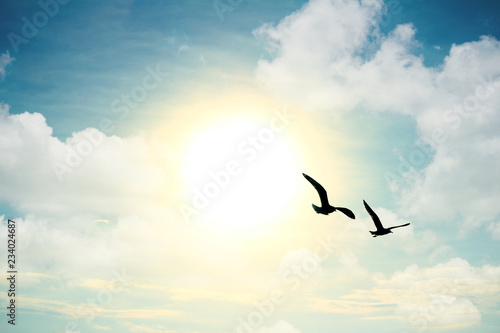 birds flying in the sky with clouds and sun © aonpholphoto