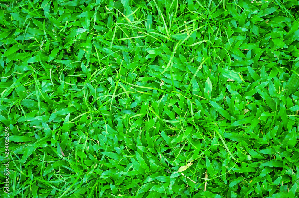 Green grass texture background, Green lawn, Backyard for background, Grass texture. Green grass texture background, Green lawn, Backyard for background, Grass texture.