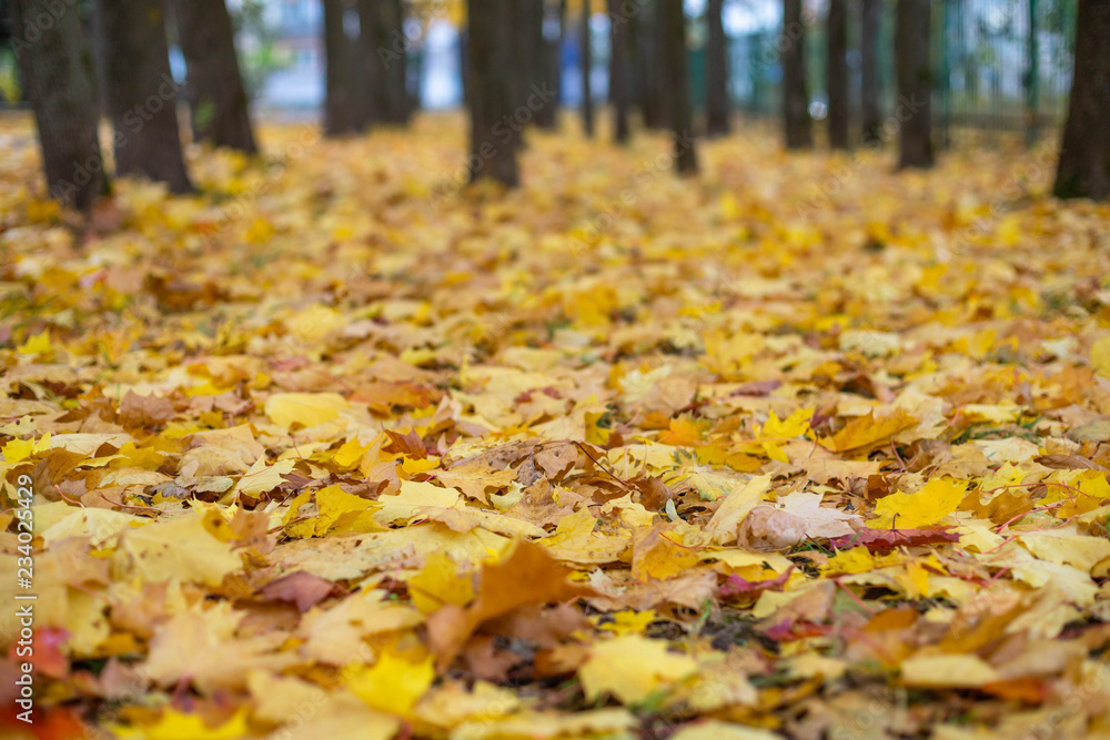 autumn in the park