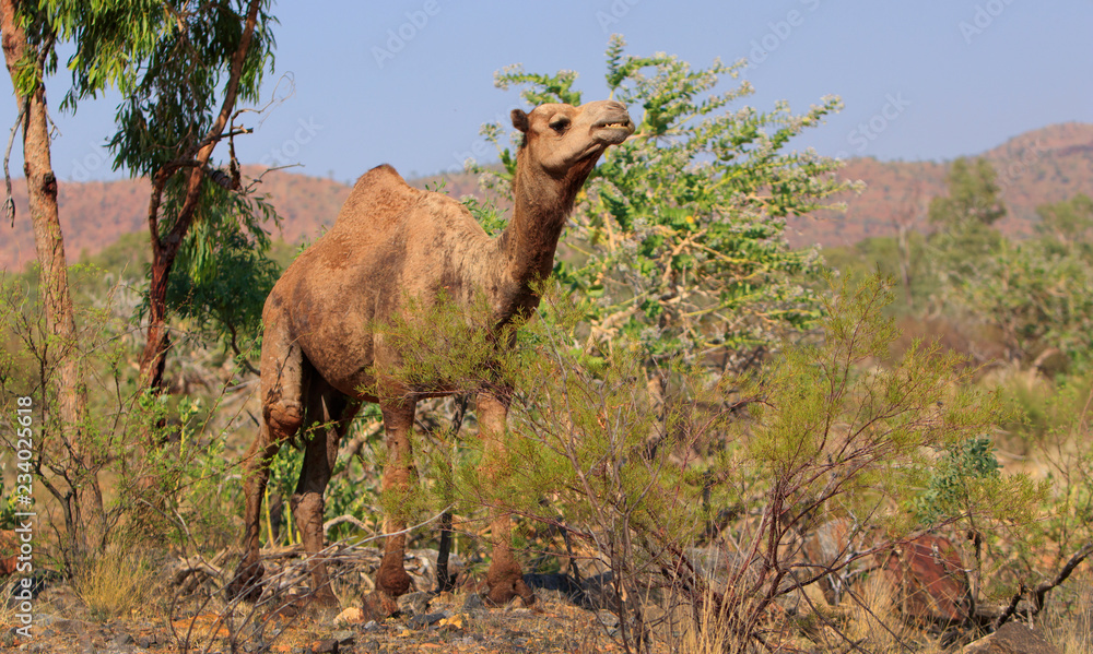 Φωτογραφία Feral camel feeding in outback Australia