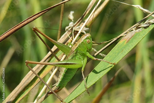 Green grasshopper on the grass in the meadow, closeup