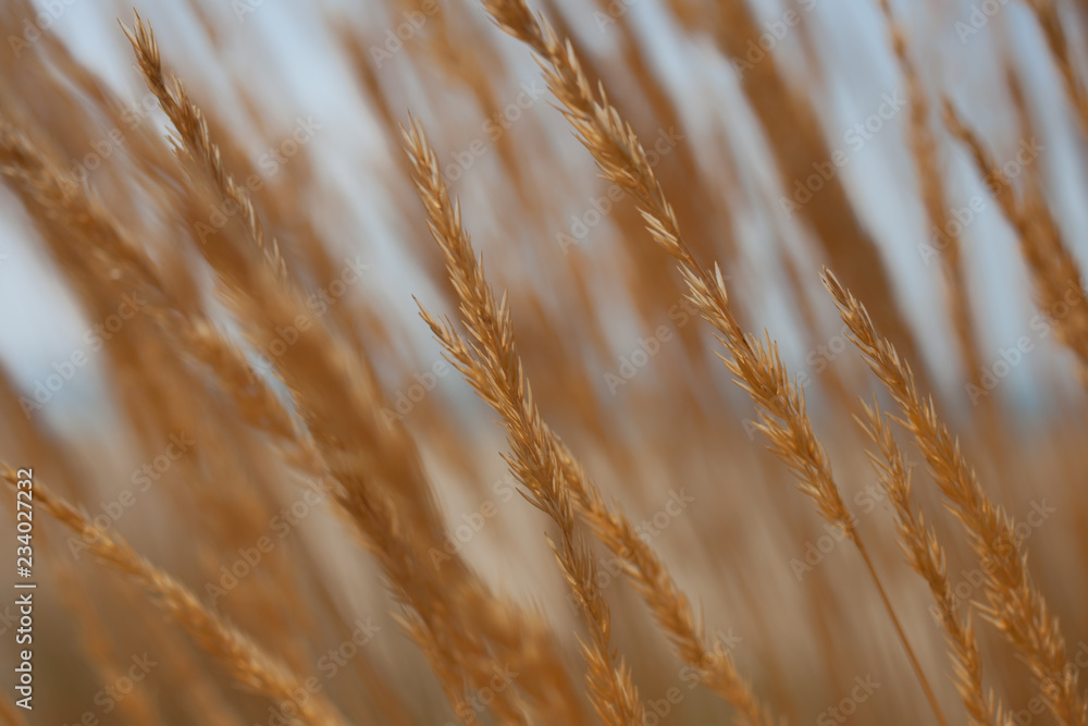 Fototapeta premium Trigal