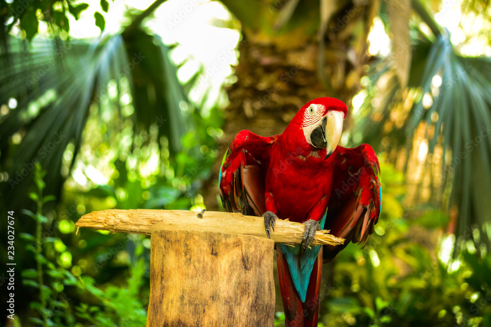 parrot on a branch