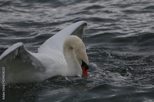 fotografias de aves varias 