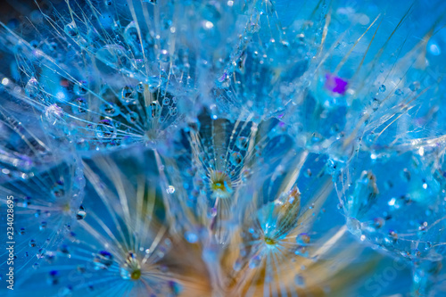 dandelion flower with water drops 