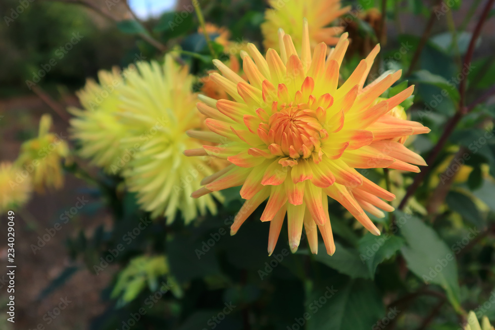 Brightly coloured Semi cactus Dahlia Brightly coloured Semi cactus Dahlia