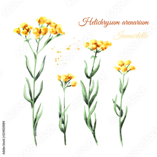 Sandless immortelle elements set. Yellow flowers Helichrysum arenarium. Medicinal plant. Watercolor hand drawn illustration, isolated on white background photo