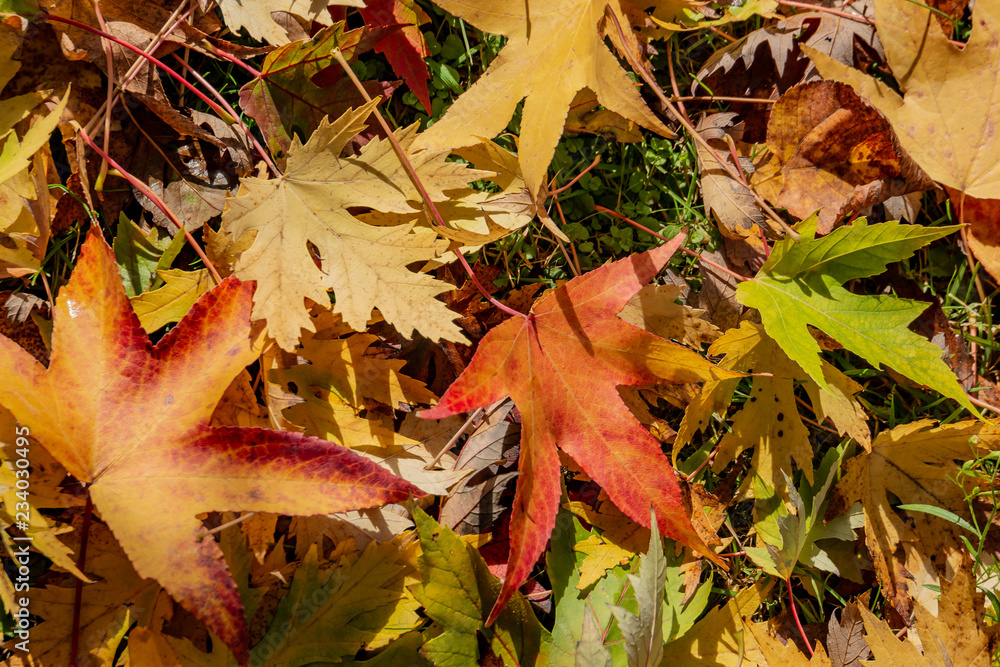 Graceful yellow, red and green fall leaves of Acer saccharinum and of Liquidambar styraciflua on the green grass. Nature concept for design Graceful yellow, red and green fall leaves of Acer saccharinum and of Liquidambar styraciflua on the green grass. Nature concept for design