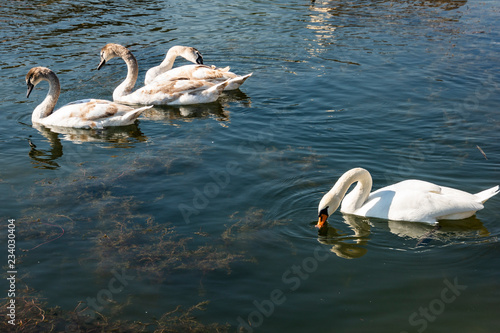 A family of white swans Cygnus olor on the lake in Goryachiy Klyuch. Krasnodar region. Nature concept for design photo