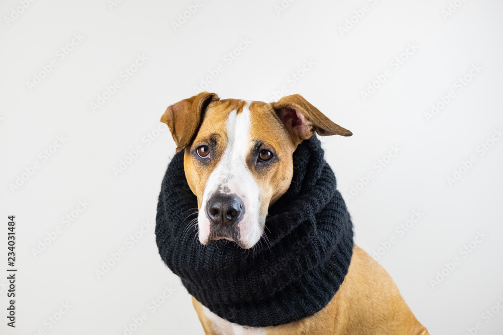 Cute dog in warm clothes concept. Beautiful staffordshire terrier puppy in black scarf in studio background