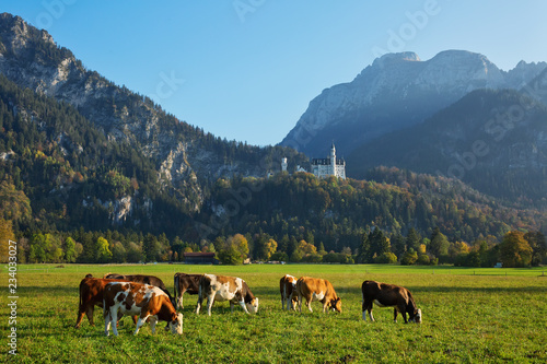 Serene rural landscape with cows grazing in the meadow with the view to Neuschwanstein castle, Bavaria, Germany © e_polischuk
