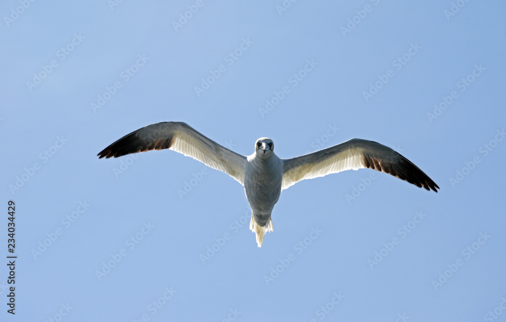 Basstölpel im Flug vor der Sonne Basstölpel im Flug vor der Sonne