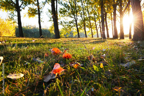 autumn leaf in the grass closeup, beautiful autumn forest, bright sunlight at sunset photo