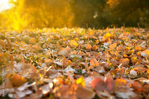 autumn leaf in the grass closeup, beautiful autumn forest, bright sunlight at sunset