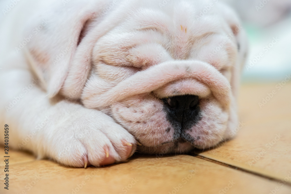 English bulldog lying on color background. Close-up photo.white puppy sleeping . English bulldog lying on color background. Close-up photo.white puppy sleeping .