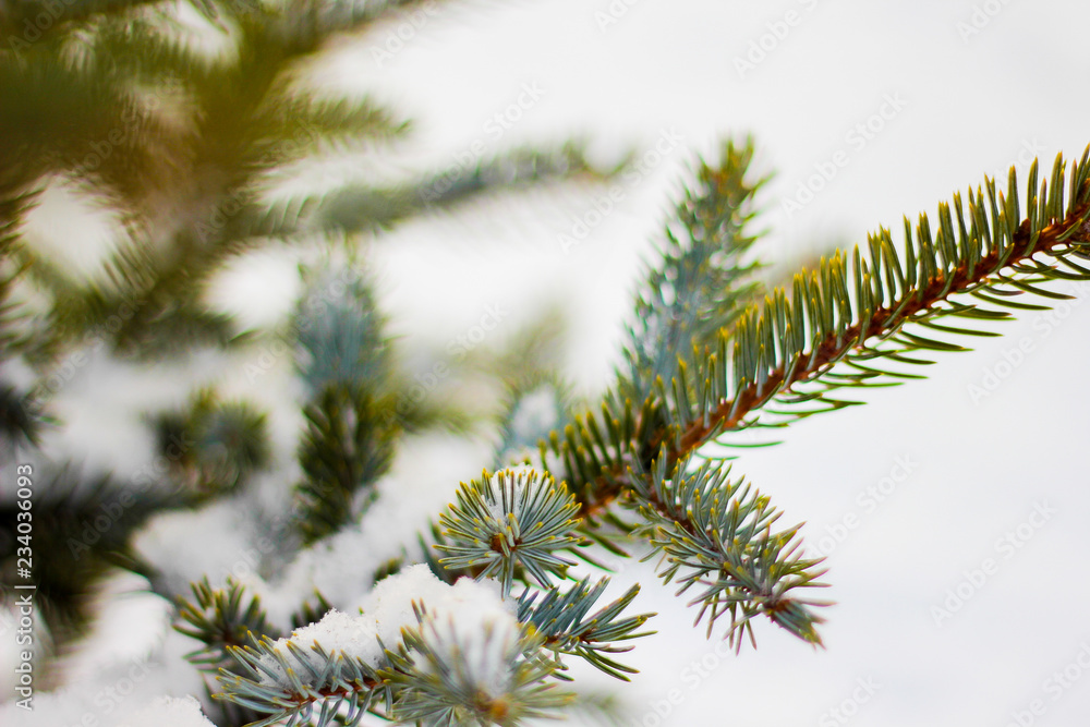 Branch of spruce tree with white snow. Winter spruce tree in the frost.Layer of snow on branches of spruce with hoar-frost.Fir-tree branches of conifer tree in snow for New Year close-up. Branch of spruce tree with white snow. Winter spruce tree in the frost.Layer of snow on branches of spruce with hoar-frost.Fir-tree branches of conifer tree in snow for New Year close-up.