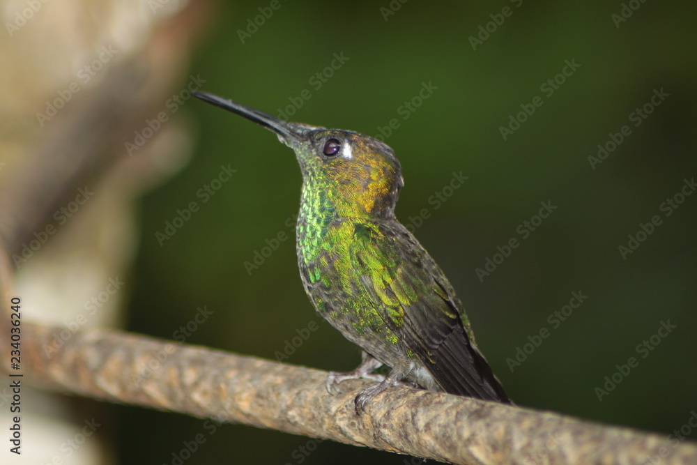 Pausa del colibrí