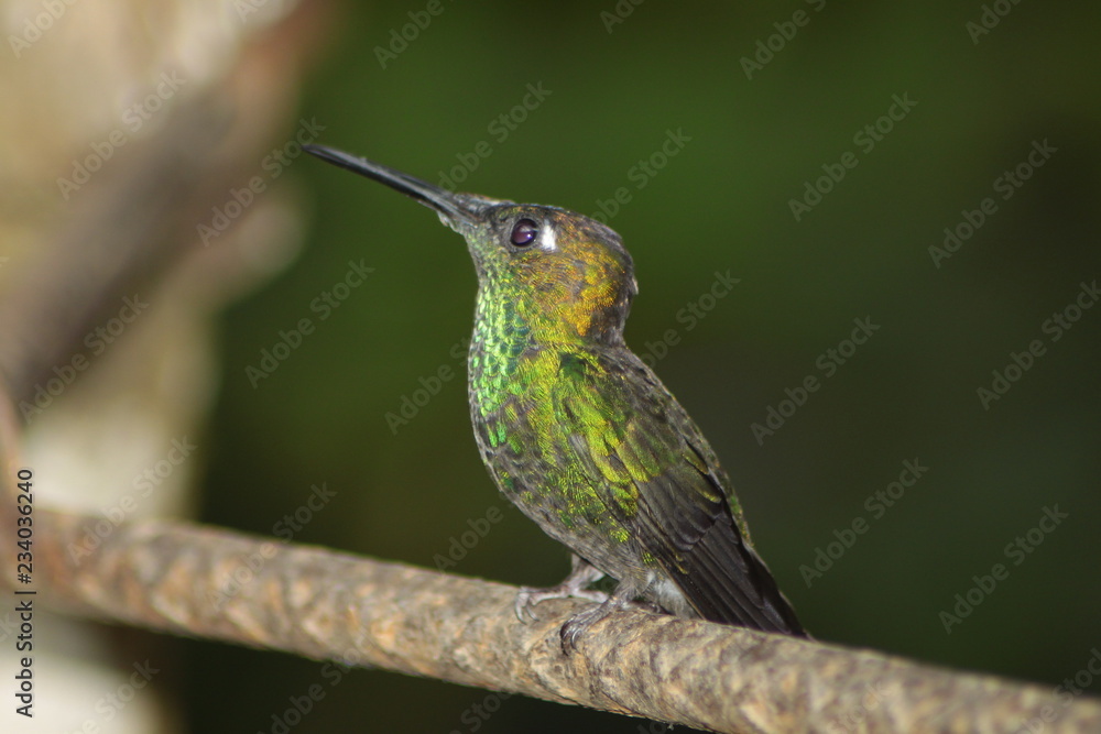 Pausa del colibrí Pausa del colibrí