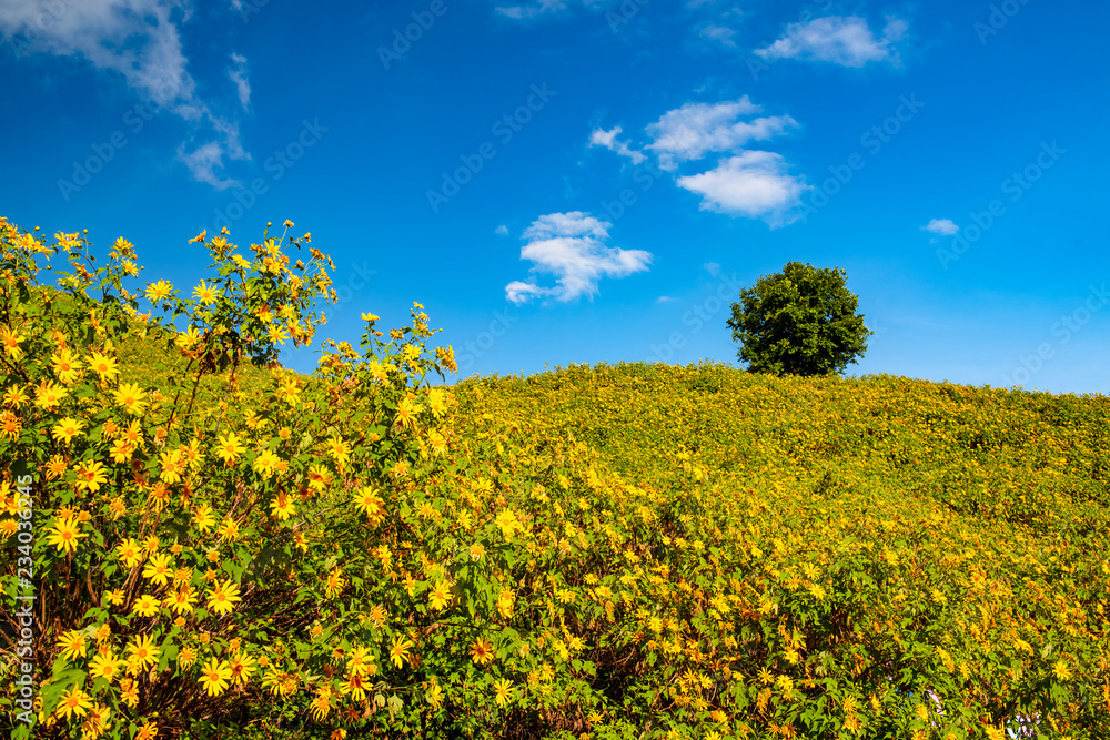 Obraz premium Yellow flowers on the hill
