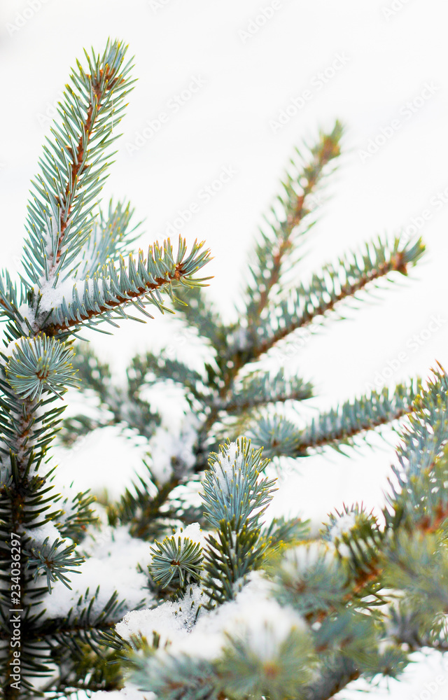 Branch of spruce tree with white snow. Winter spruce tree in the frost.Layer of snow on branches of spruce with hoar-frost.Fir-tree branches of conifer tree in snow for New Year close-up. Branch of spruce tree with white snow. Winter spruce tree in the frost.Layer of snow on branches of spruce with hoar-frost.Fir-tree branches of conifer tree in snow for New Year close-up.