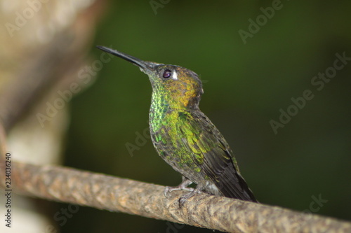 Pausa del colibrí