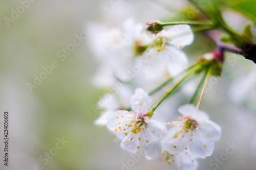 Fruits blossom in spring  april