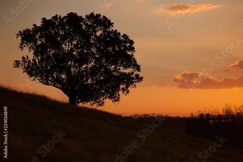 Canvas Print Simple sunset and tree on the hill at Observatory Hill