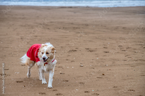 A blonde border collie mix dog in a bright red raincoat on the beach near the sea on a cloudy, rainy day walking on the brown sand © FletchJr Photography