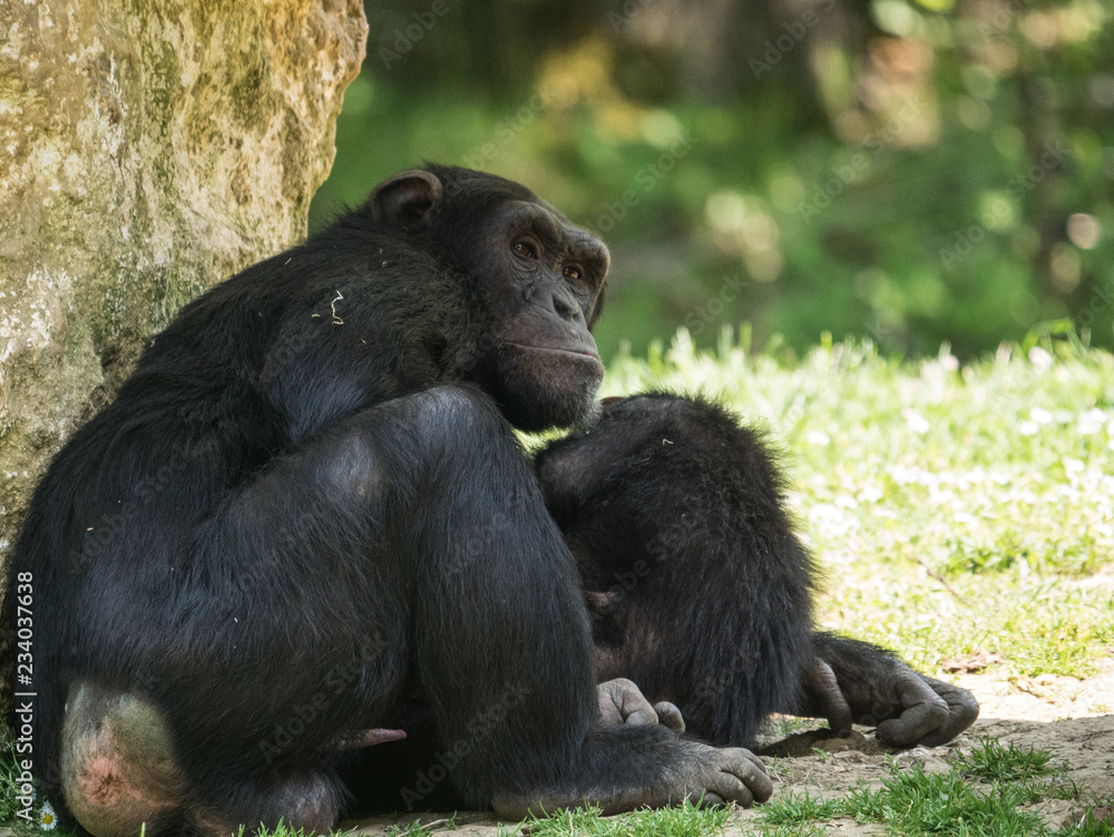 Chimpanzé Chimpanzé