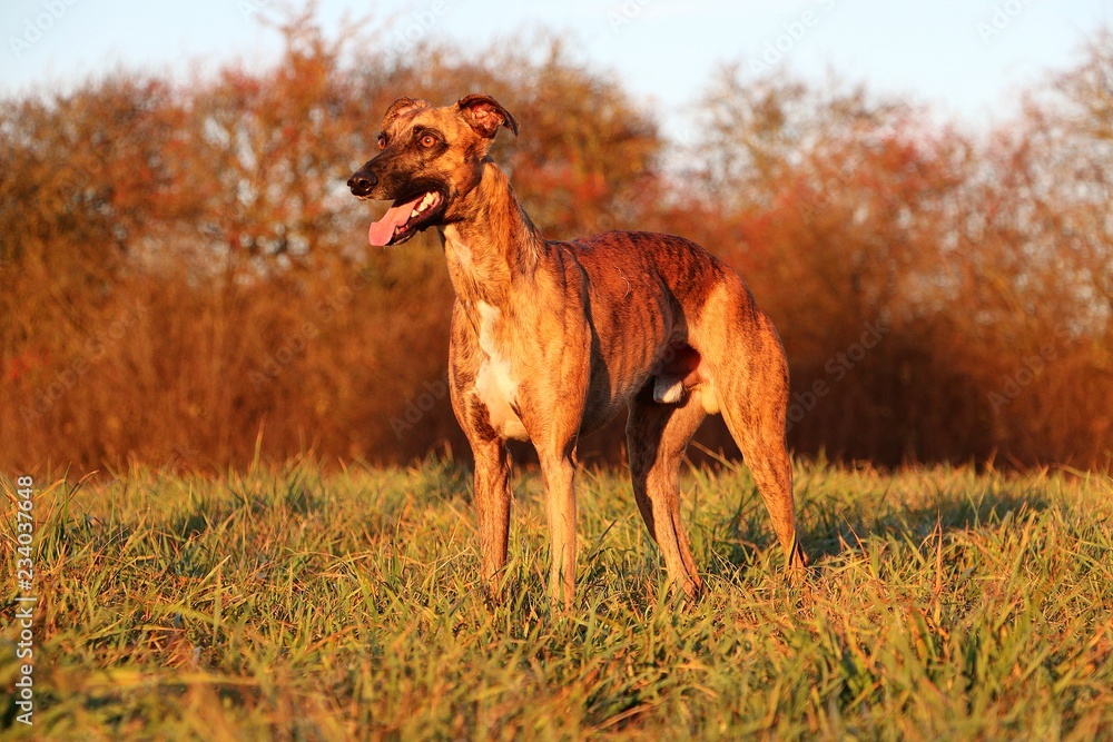 Fototapeta premium beautiful brindle whippet is standing on a field in the autumn sun