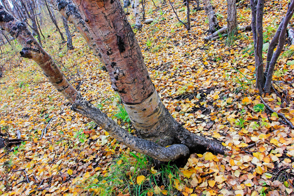 Birch tree trunk Birch tree trunk