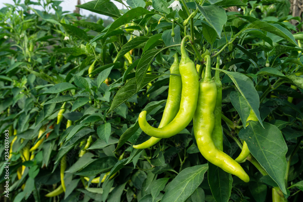 Bell Pepper on the tree, planted together as a chili garden, has many full green effect Bell Pepper on the tree, planted together as a chili garden, has many full green effect