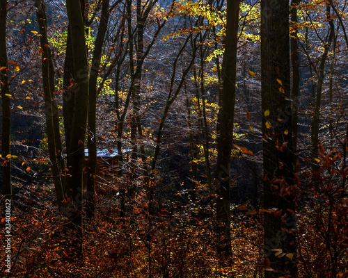 herbstlicher Wald mit Jagdhütte photo