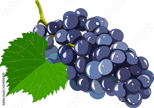 Grape isolated on white background