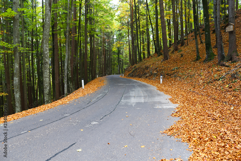 Obraz premium waldweg