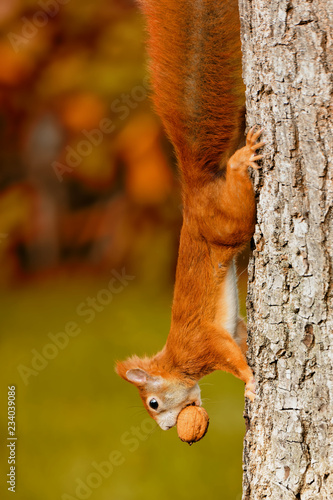 Fototapeta Eichhörnchen