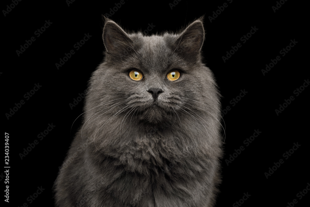 Portrait of Gray Cat Gazing up on Isolated Black Background, front view